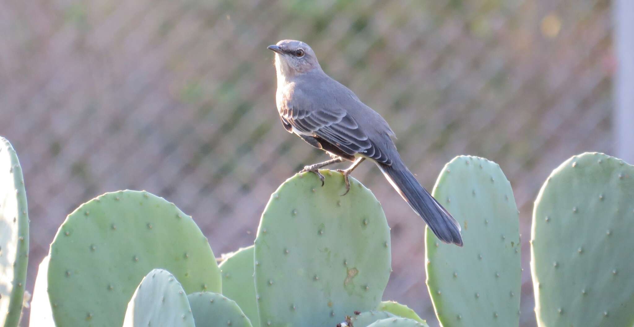 Image of Northern Mockingbird