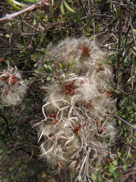 Image of Clematis marata Armst.