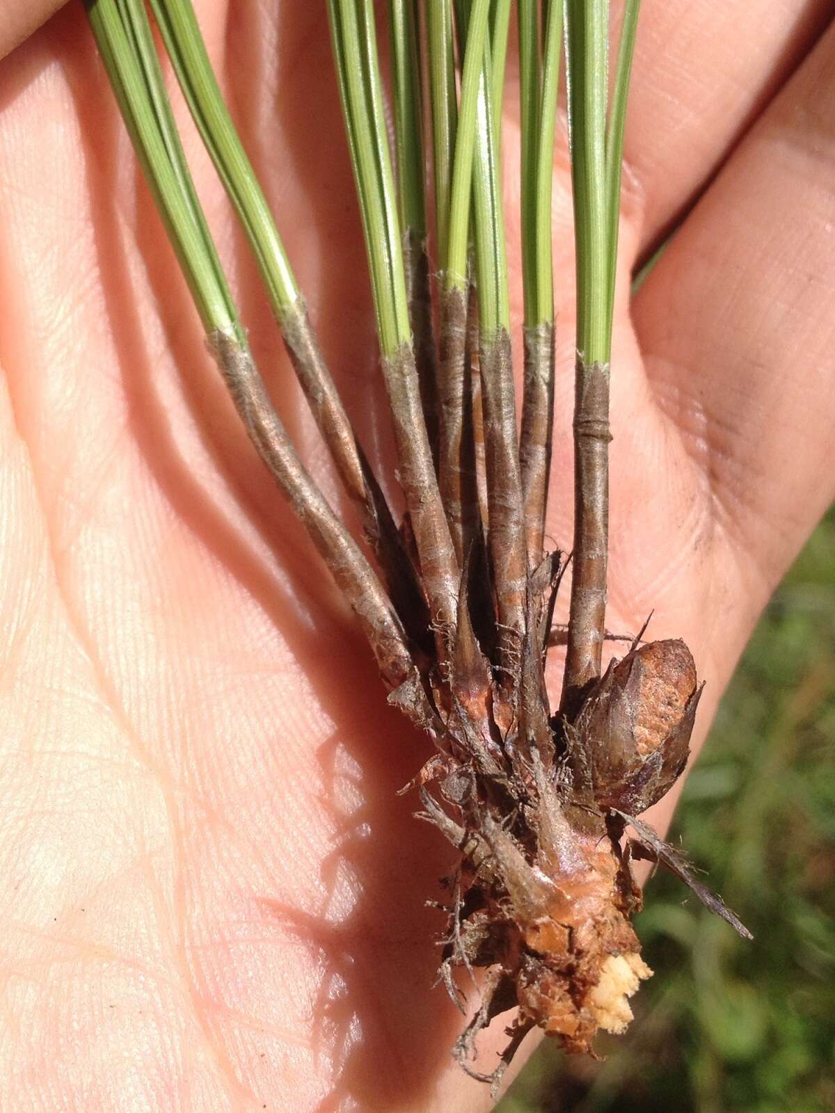 Image of Pinus pseudostrobus var. apulcensis (Lindl.) Shaw