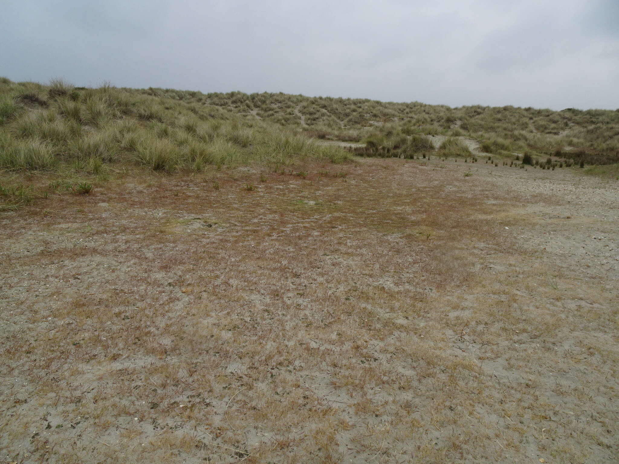 Image of dune fescue