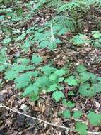 Image of Appalachian bugbane