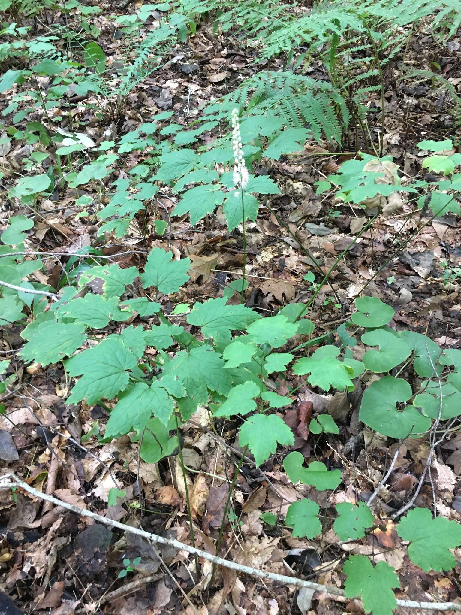 Image of Appalachian bugbane