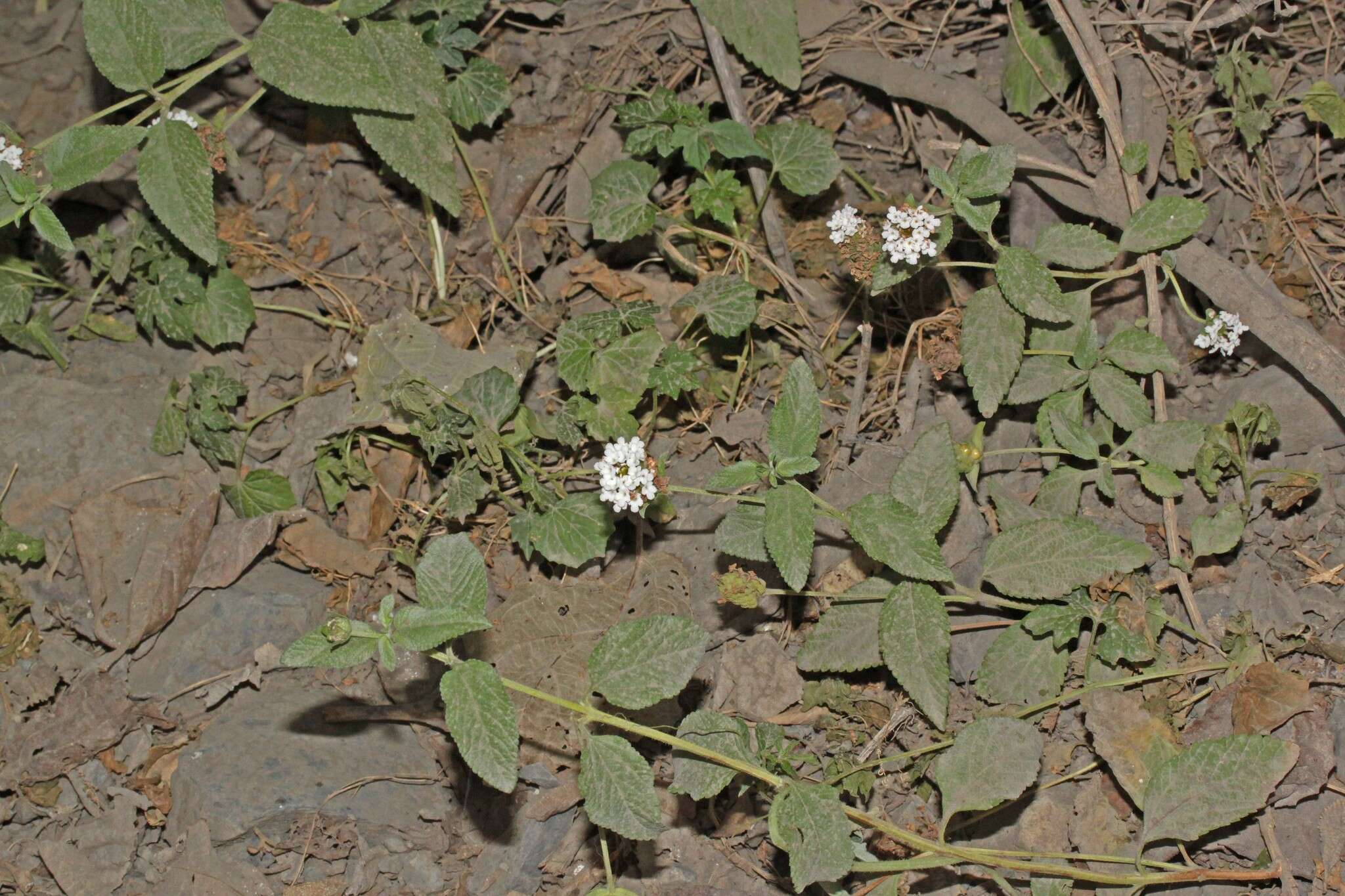 Plancia ëd Lantana sprucei Hayek