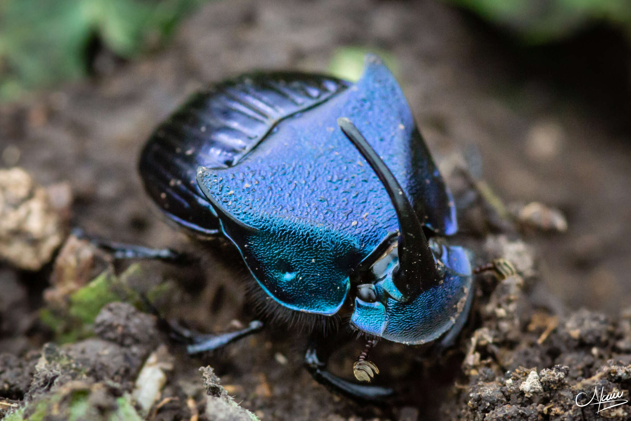 Imagem de Phanaeus (Phanaeus) adonis Harold 1863