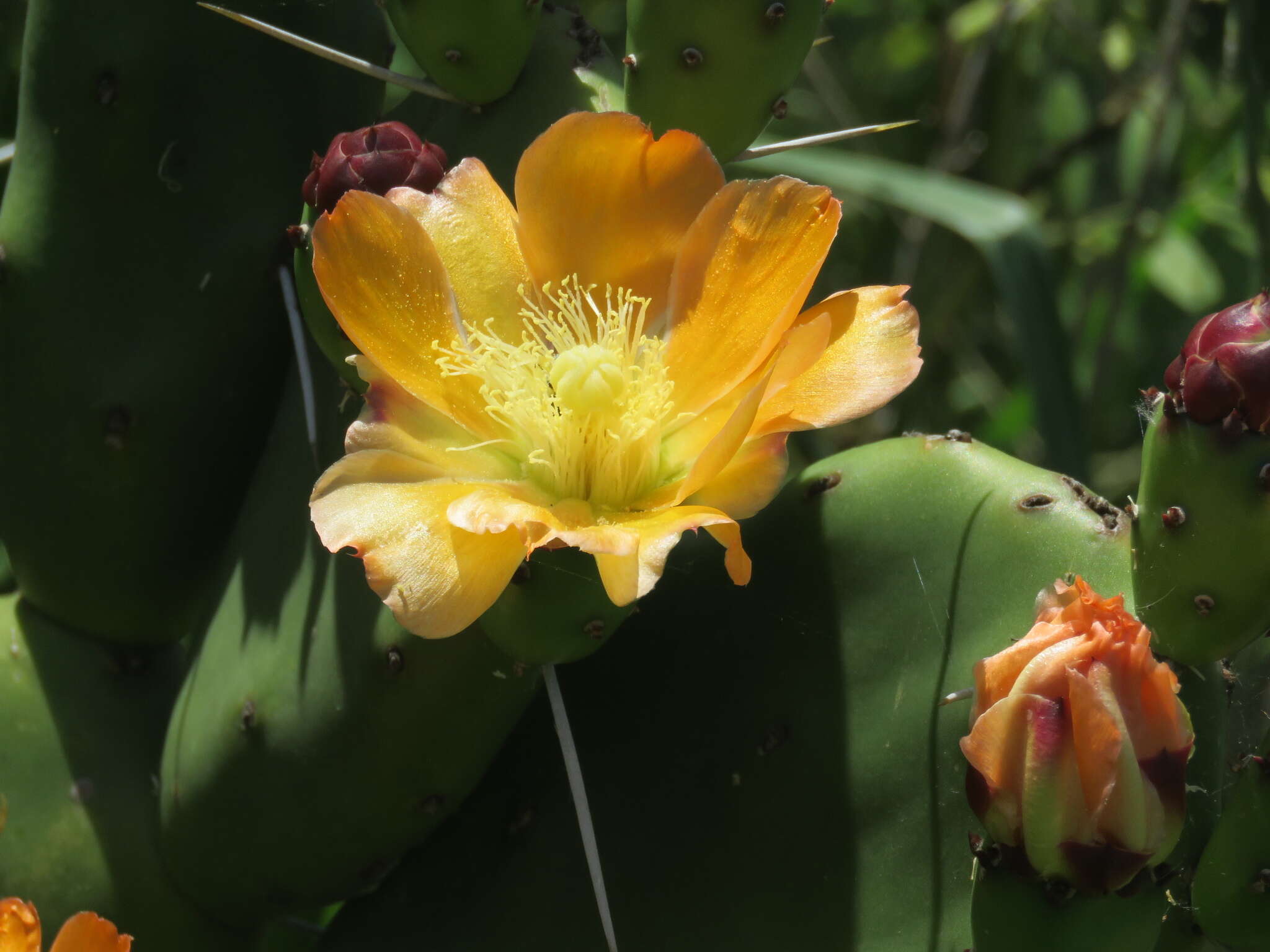 Opuntia elata Salm-Dyck resmi