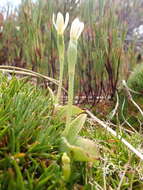 Aporostylis bifolia (Hook. fil.) Rupp & Hatch resmi