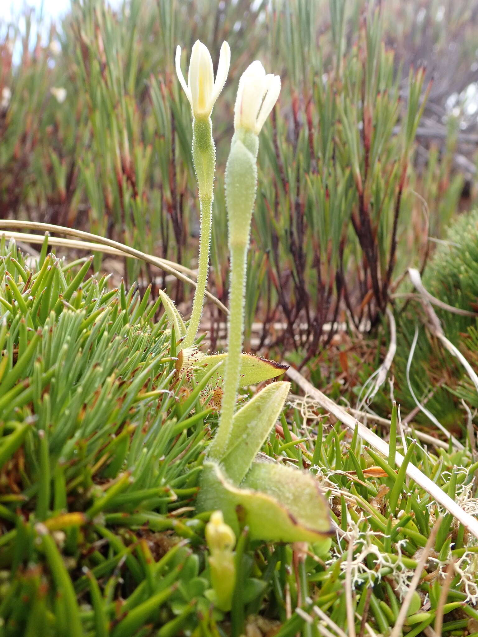 Imagem de Aporostylis bifolia (Hook. fil.) Rupp & Hatch