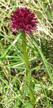 Image of Gymnadenia austriaca var. austriaca