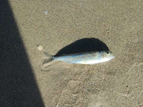 Image of Red Sea hardyhead silverside