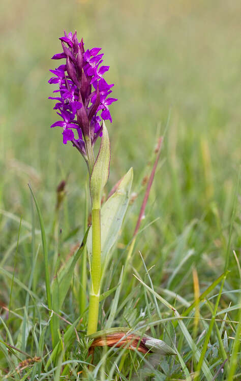 Image of Western Marsh-orchid