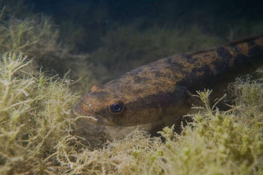 Image of Sleepy cod