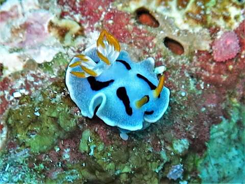 Image of Chromodoris alcalai Gosliner 2021