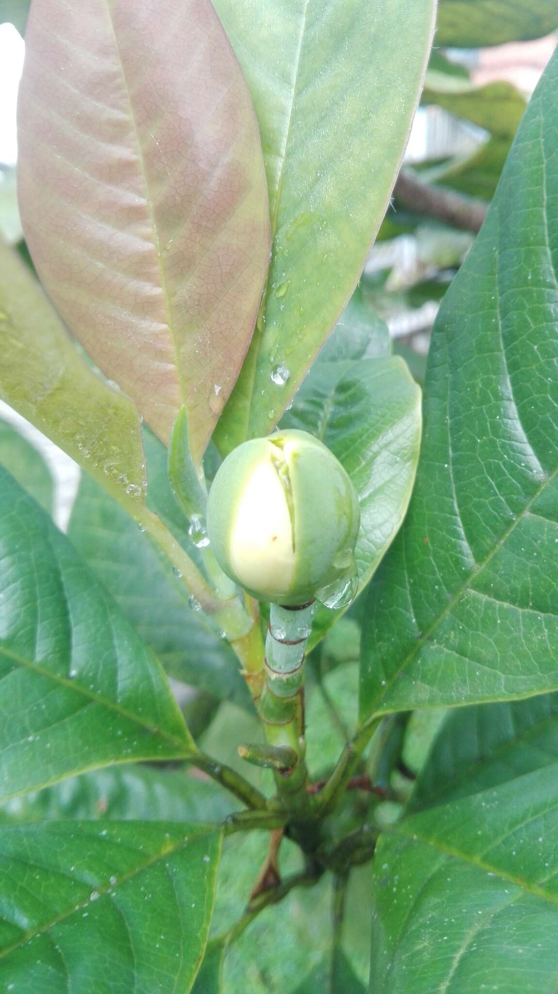 Magnolia gilbertoi (Lozano) Govaerts的圖片