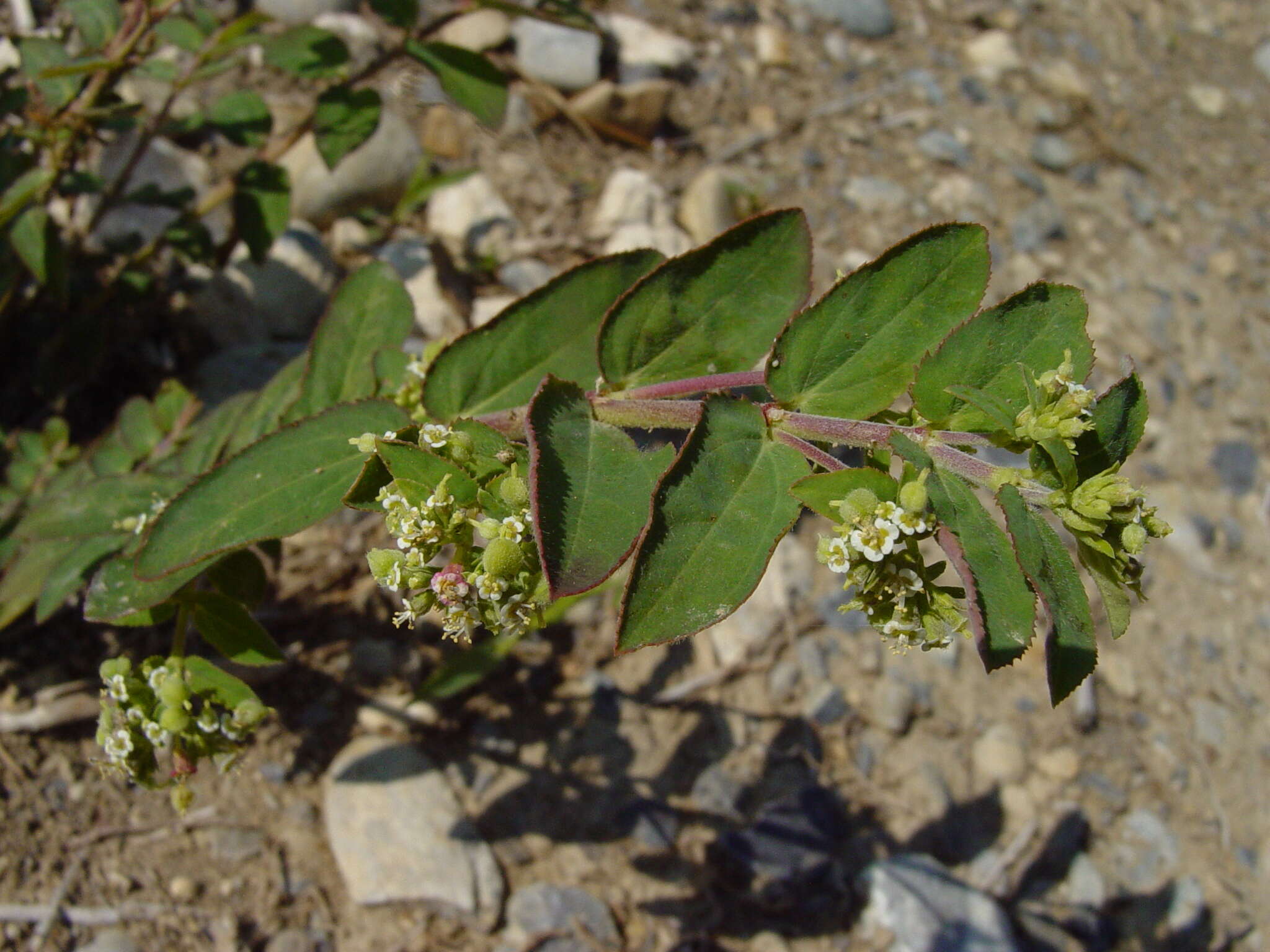 Euphorbia lasiocarpa Klotzsch的圖片