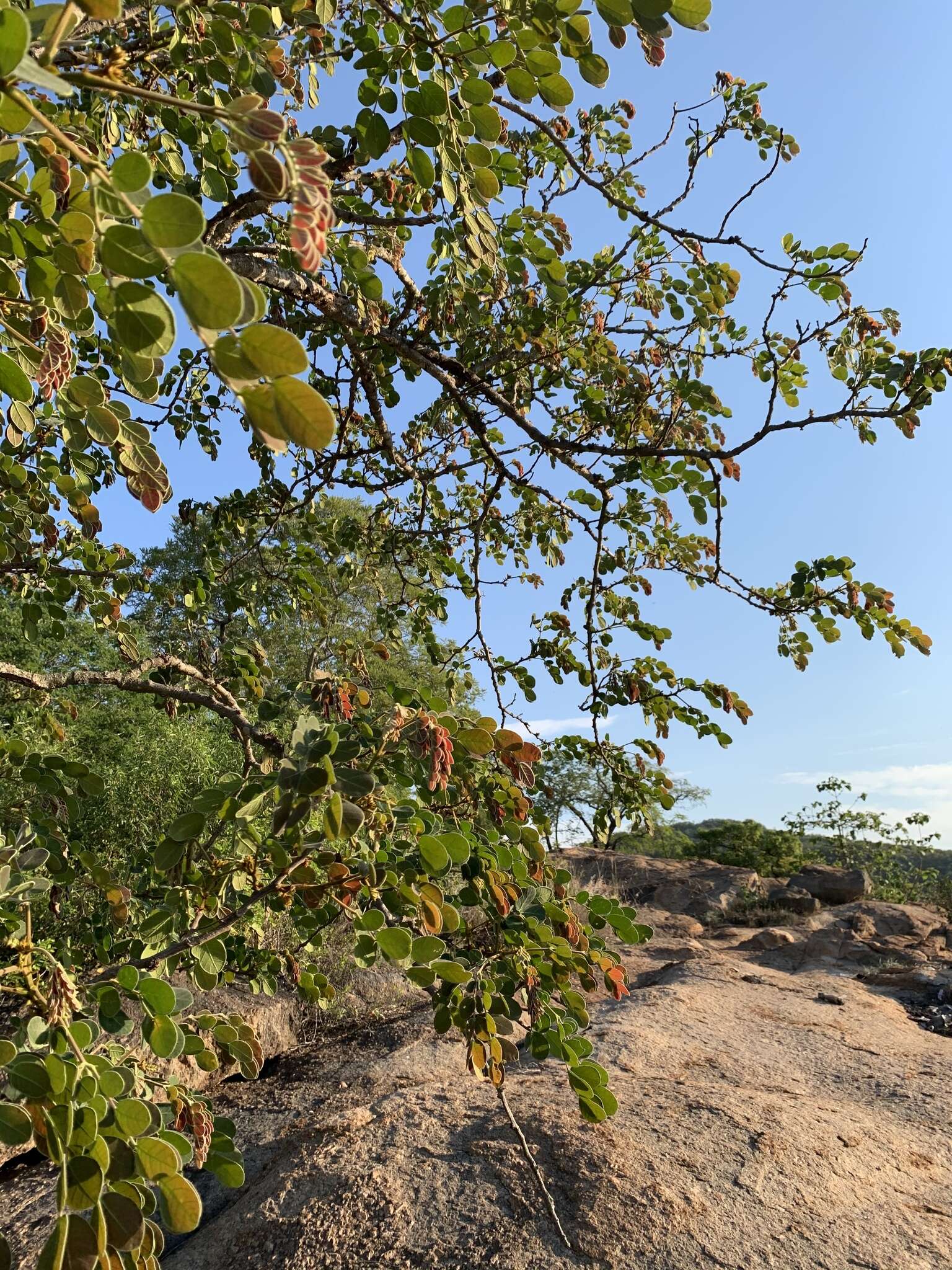 Image of Large-leaved albizia