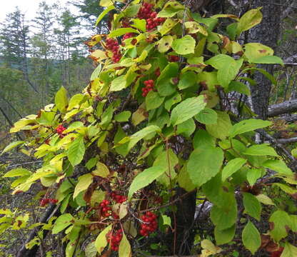 Image de Schisandra chinensis (Turcz.) Baill.