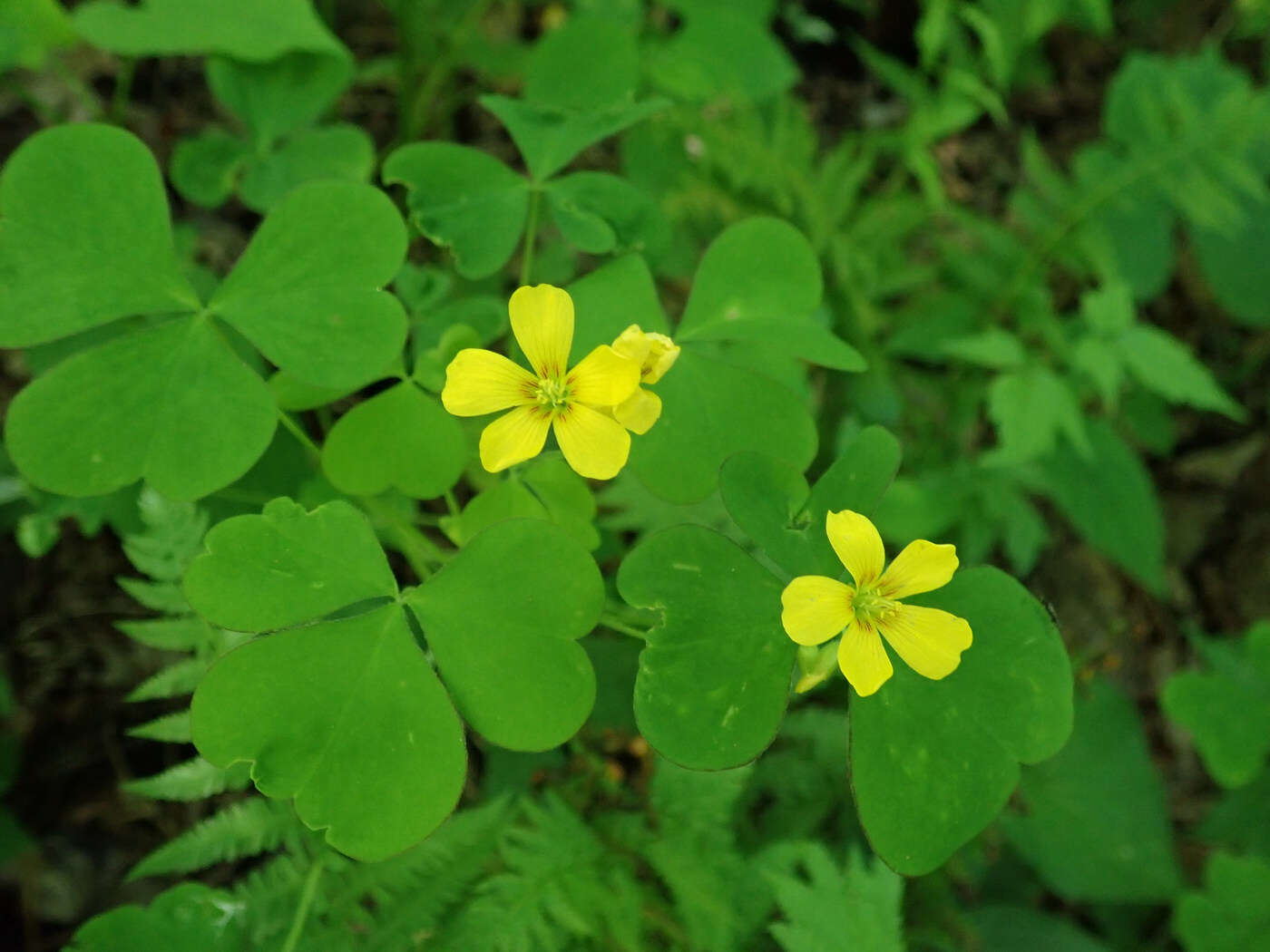 Sivun Oxalis grandis Small kuva