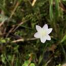 Thalictrum urbainii var. majus T. Shimizu resmi