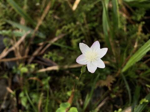 Thalictrum urbainii var. majus T. Shimizu resmi