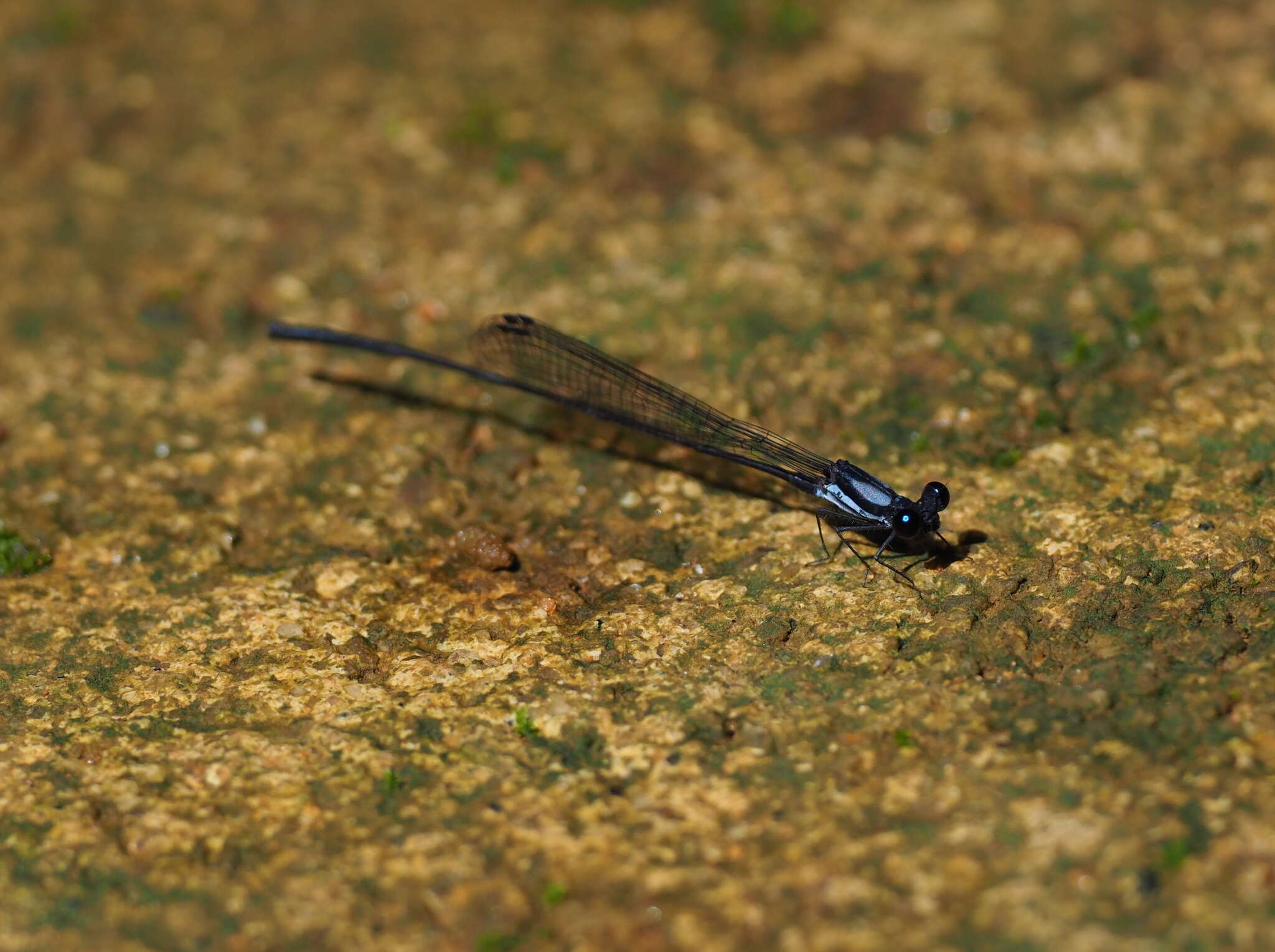 Image of Jungle Threadtail