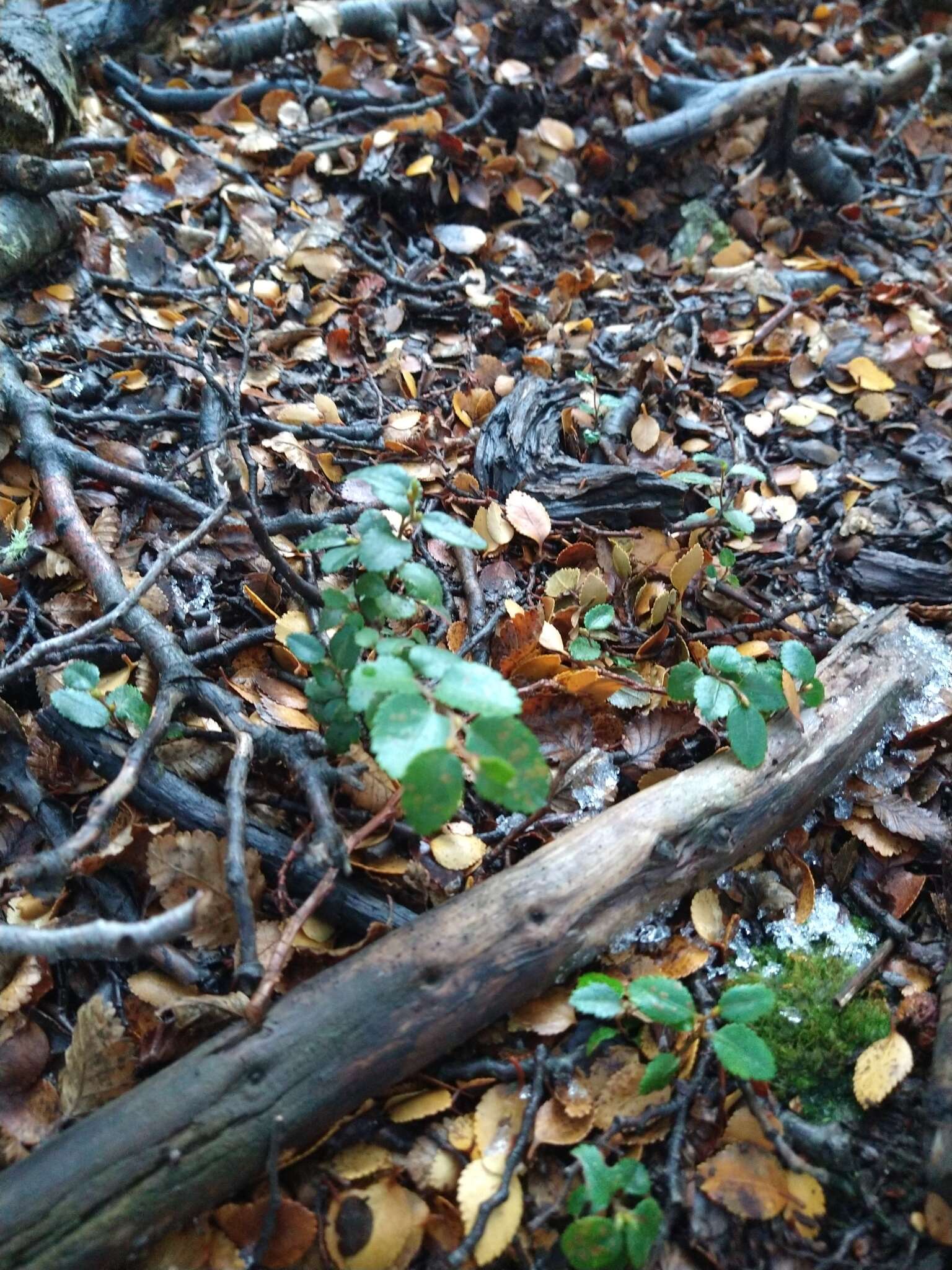 Image of Nothofagus betuloides (Mirb.) Oerst.