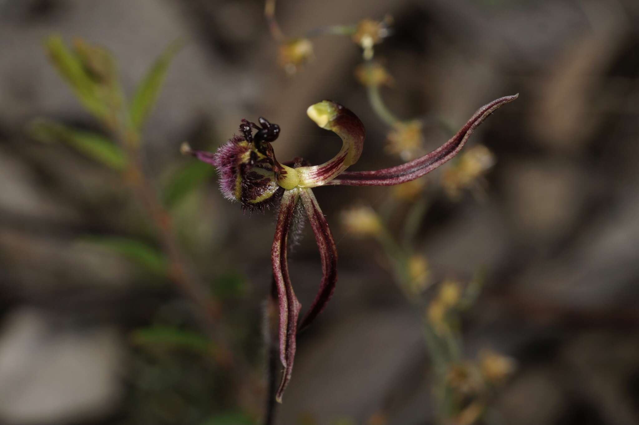 Image of Common dragon orchid