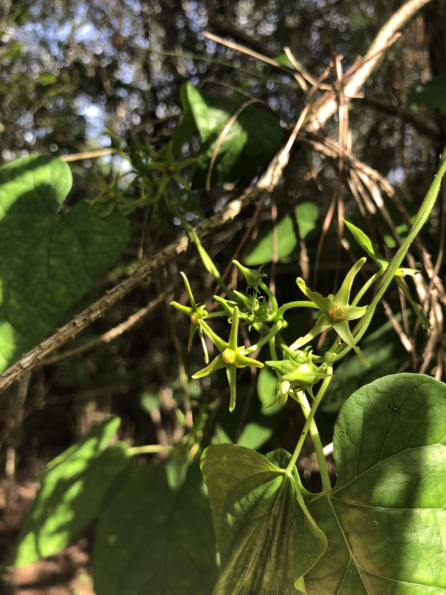 Gonolobus suberosus var. granulatus (Scheele) Krings & Q. Y. Xiang的圖片