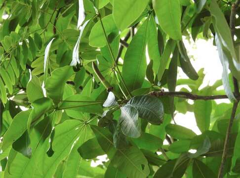 Image of Guiana-chestnut