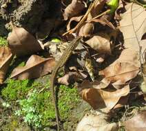 Image of Nicobar Island Skink