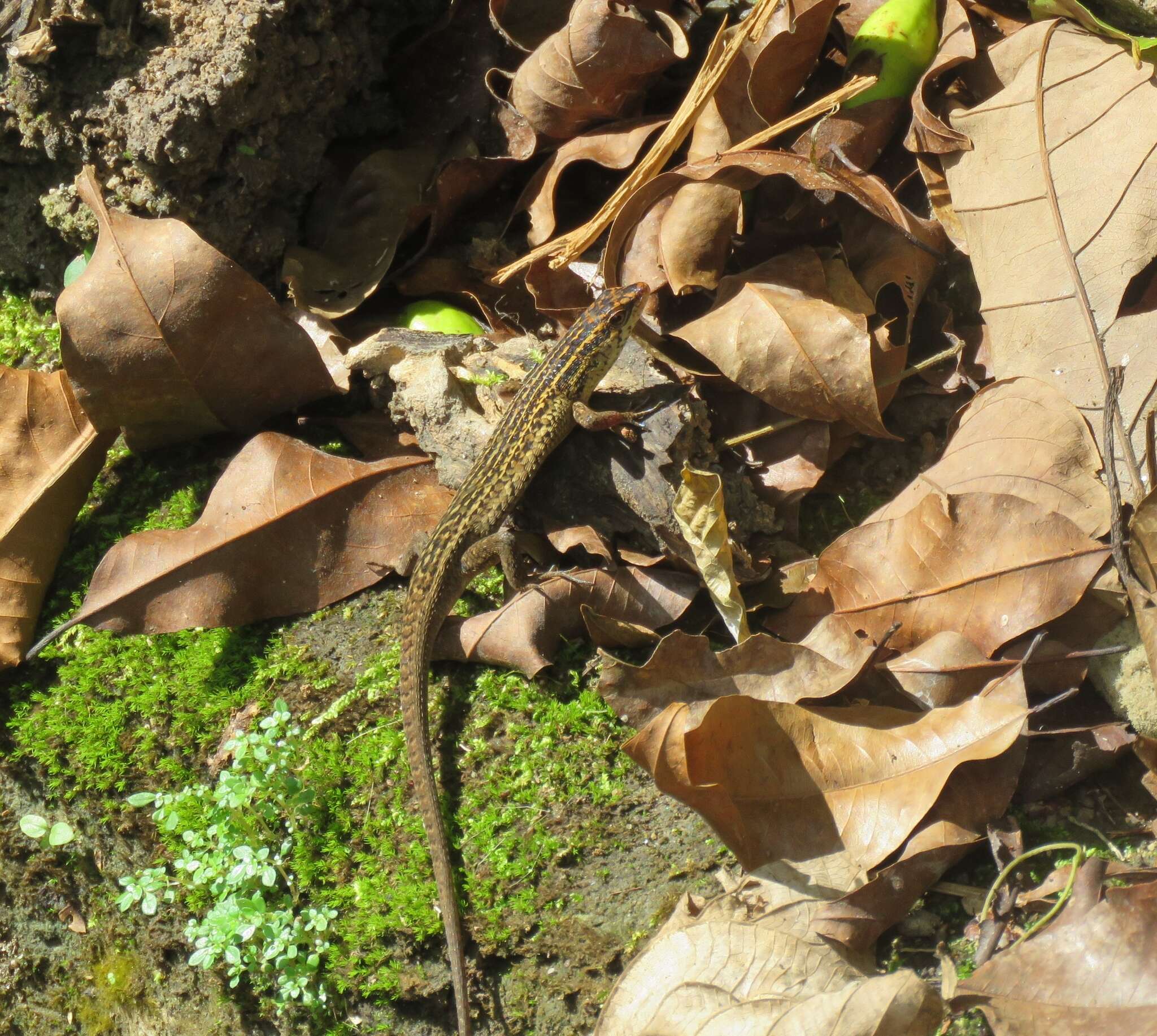 Image of Nicobar Island Skink