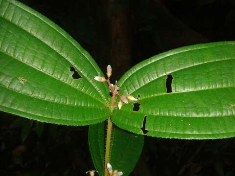 Image of Miconia allenii