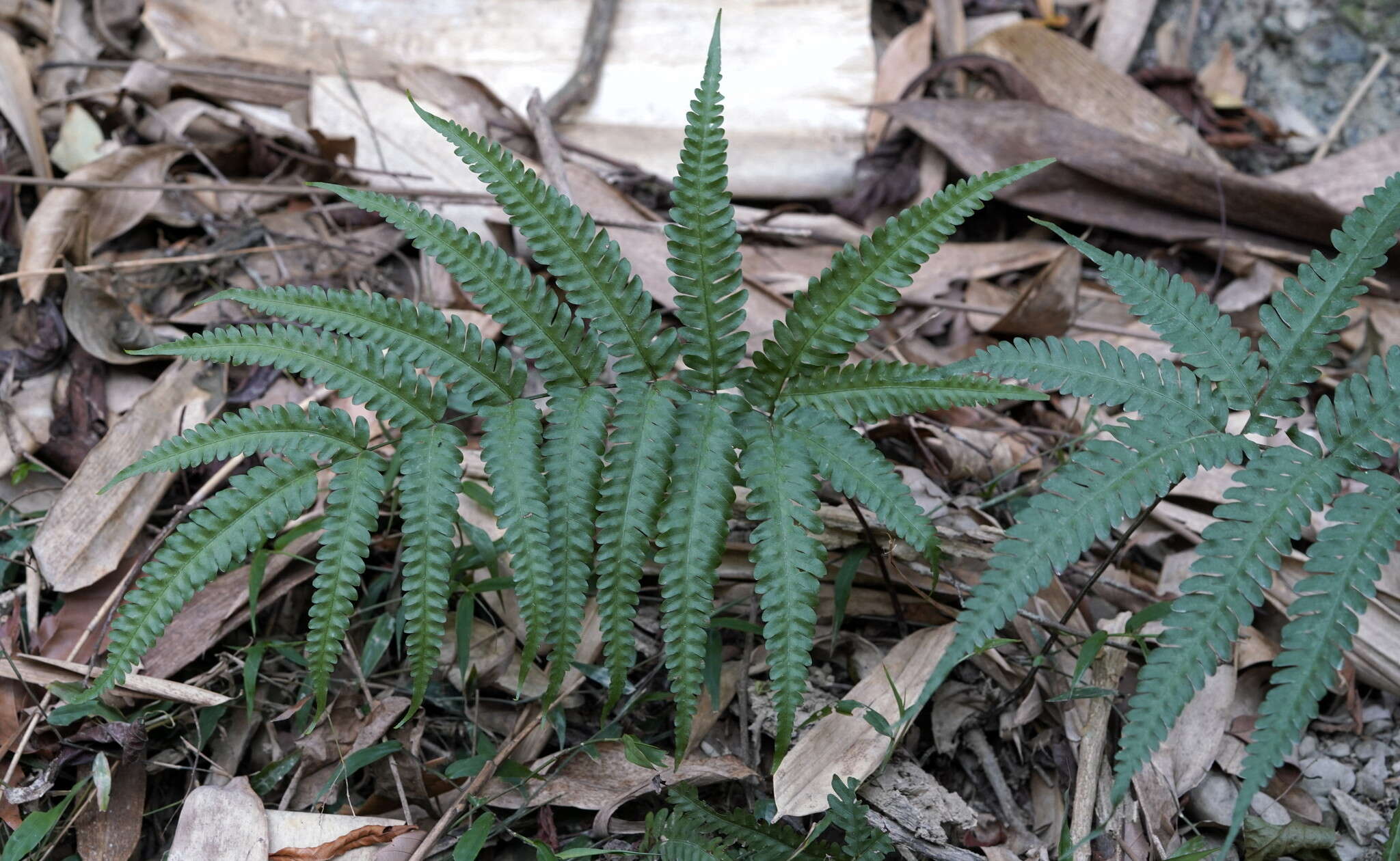 Plancia ëd Pteris biaurita L.