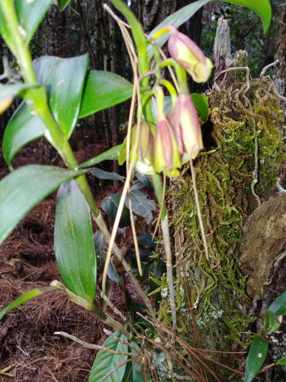 Слика од Epidendrum eximium L. O. Williams