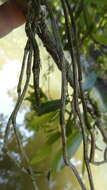 Слика од Dendrobium ovatum (L.) Kraenzl.