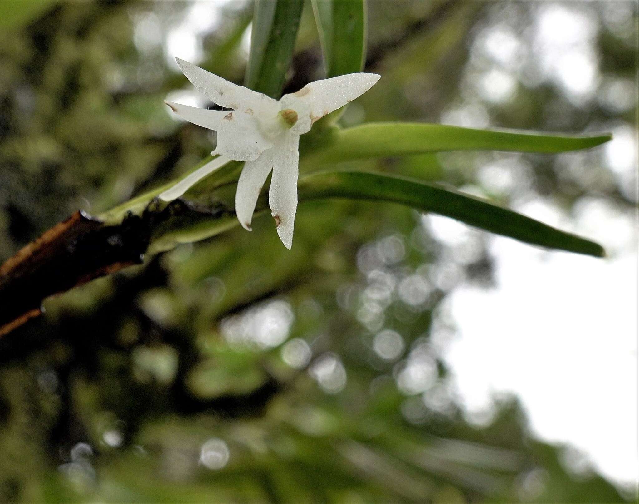 Image of Jumellea pailleri F. Rakotoar.