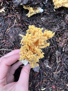 Image of Ramaria largentii Marr & D. E. Stuntz 1974