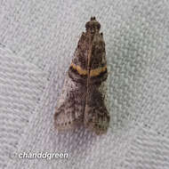 Image of Acrobasis encaustella Ragonot 1893