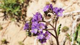 Phacelia crenulata var. ambigua (M. E. Jones) J. F. Macbr.的圖片