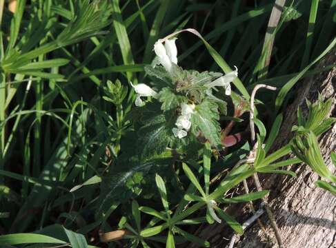 Image of Lamium bifidum Cirillo