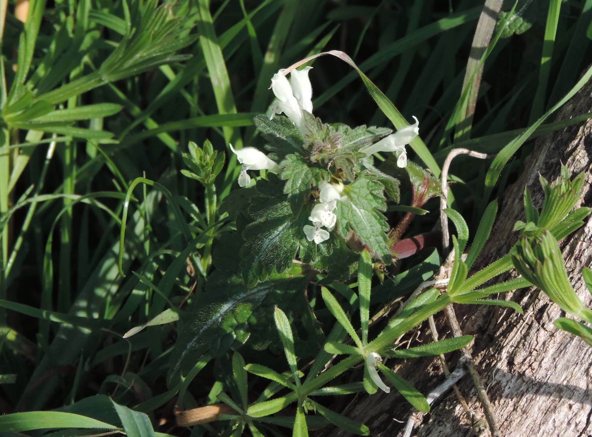 Plancia ëd Lamium bifidum Cirillo