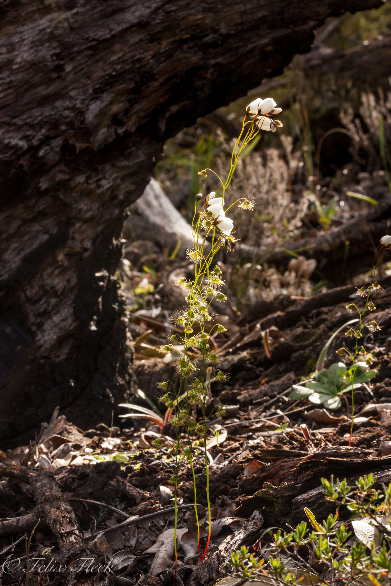 صورة Drosera huegelii Endl.