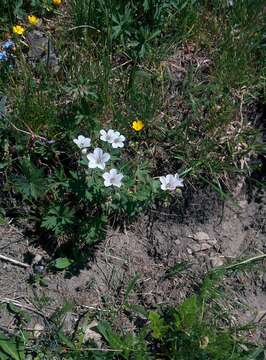 Imagem de Geranium rivulare Vill.