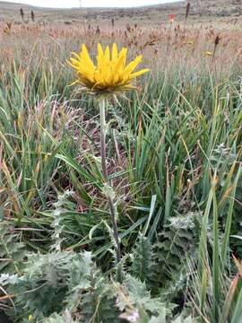 Image of Berkheya multijuga (DC.) Roessler