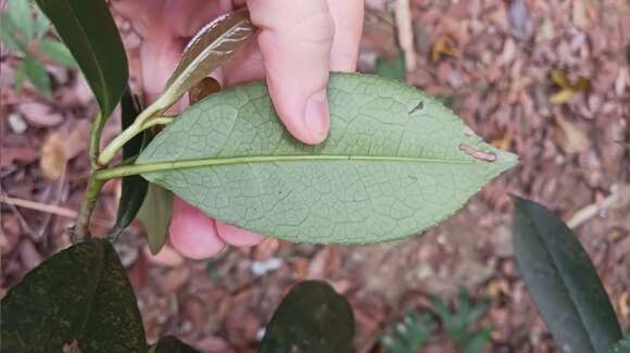 Imagem de Liquidambar chinensis Champ. ex Benth.