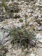 Image de Oxytropis popoviana Peschkova