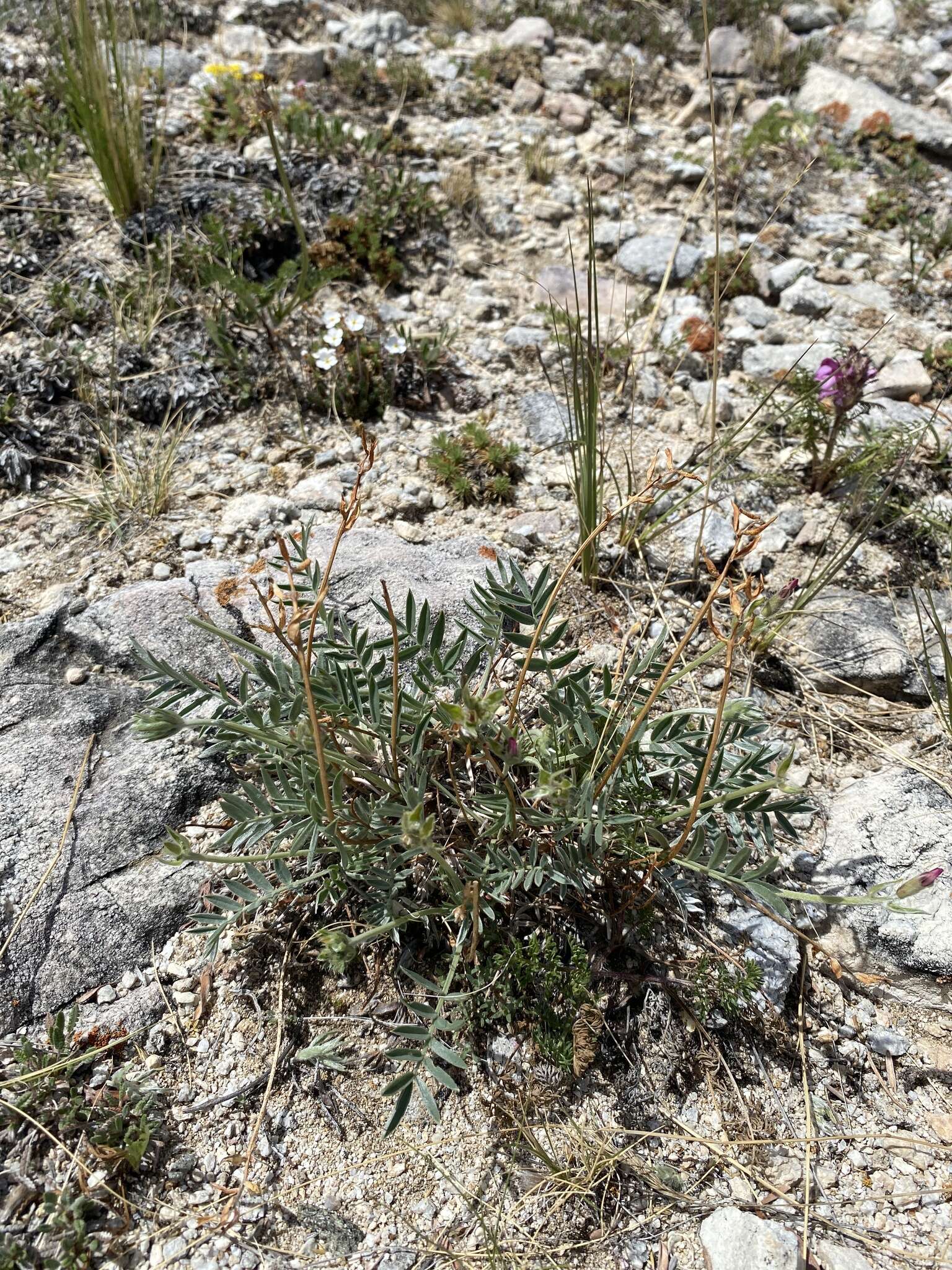 Image de Oxytropis popoviana Peschkova