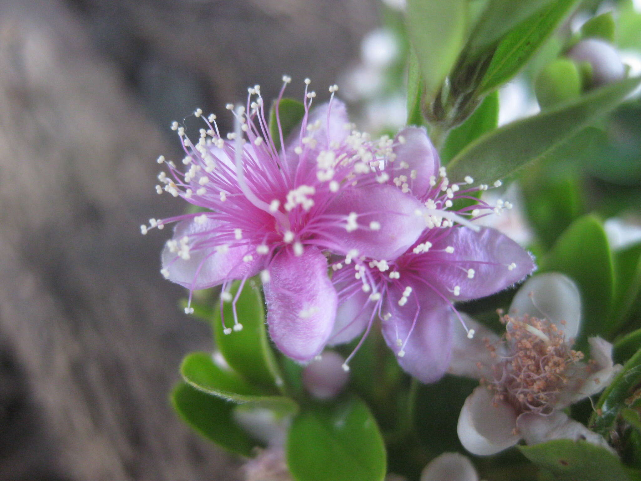 Image of Decaspermum philippinum A. J. Scott