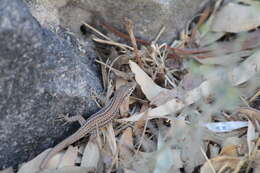 Image of Erhard's Wall Lizard