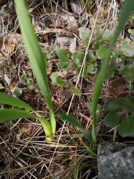 Image of Northwestern Alligator Lizard