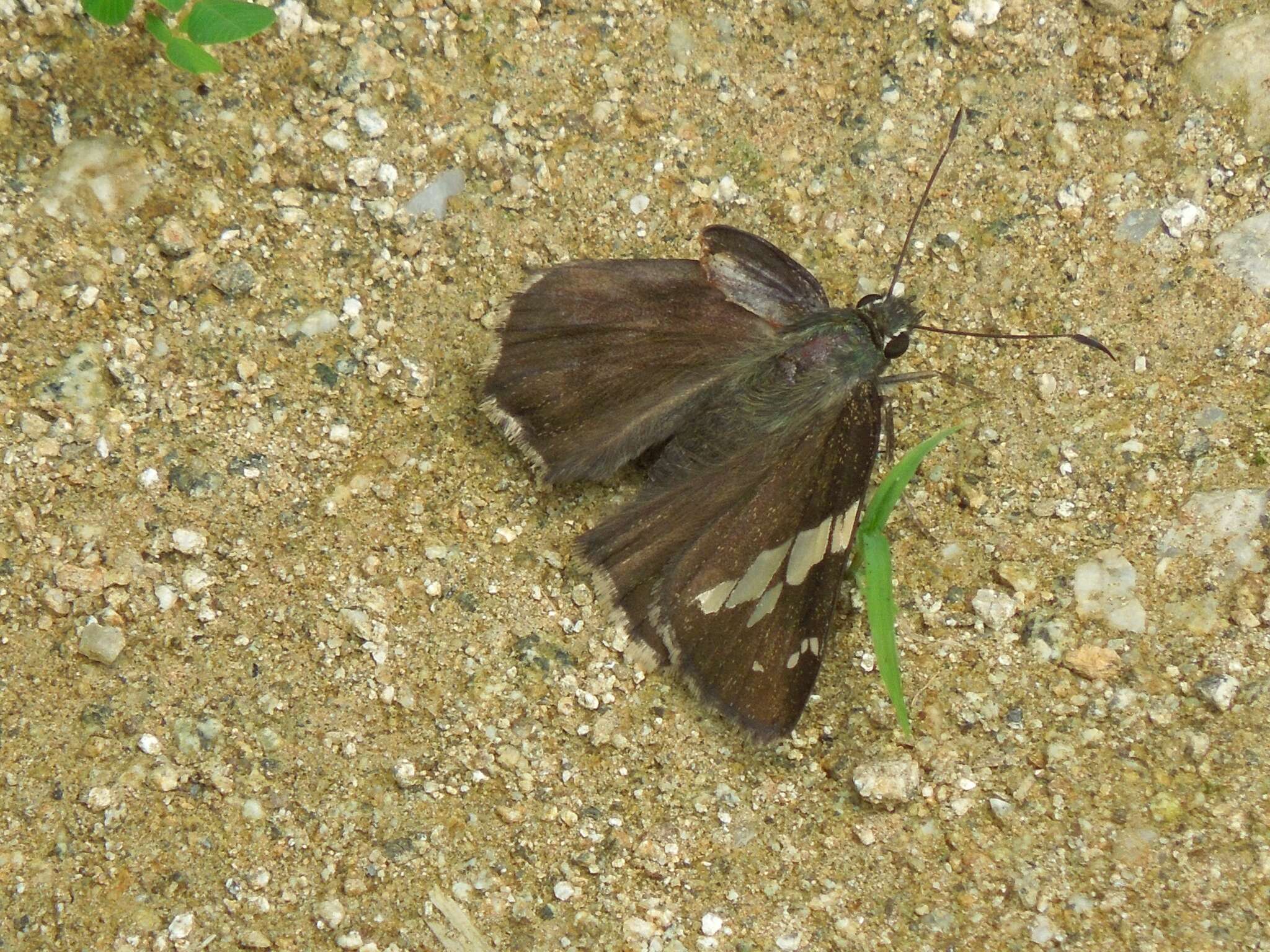 Image of Lobocla bifasciatus Bremer & Grey 1853